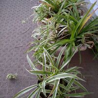 オリヅルランの画像