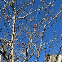 ケヤキ,サカキ,ヤドリギ,タラノキ,アオハダの画像