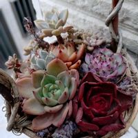 セダム,エケベリア,寄せ植え,多肉植物,love&peaceの画像