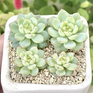 エケベリア　白美人,成長記録 白美人,エケベリア  白美人(赤爪バージョン),エケベリア  白美人(赤爪バージョン),神奈川タニラーの画像