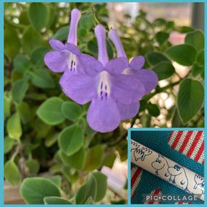 温室,欲しいな♡,福岡市動植物園,撮りだめ,ムーミンの日の画像