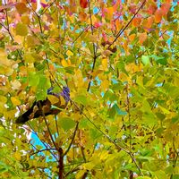 ナンキンハゼ,ナンキンハゼ,鳩さん♡,グラデーション♪,ユーミンつながりの画像