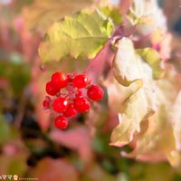 紅葉,ジュズサンゴ,赤い実,꒰ღ˘◡˘ற꒱かわゅ~,花のある暮らしの画像
