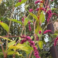 オオケタデの画像