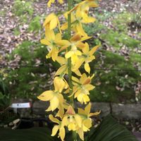 エビネ,オンシジウム,シンビジウム,ユーホルビア,パピリオナンテテレス•アルバの画像