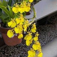 オンシジウム,ヒマラヤユキノシタ,ブルースター,ヤマボウシの実,班入りマサキの画像