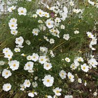 キク,キク,コスモス,コスモス,ニゲラの画像