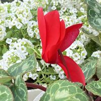 アリッサム,シクラメン,盆栽,花のある暮らし,緑のある暮らしの画像