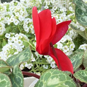 アリッサム,シクラメン,盆栽,花のある暮らし,緑のある暮らしの画像