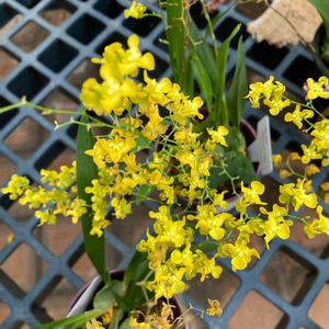 オンシジウム,オンシジウム,オンシジウム,バタフライ オーキッド,オンシジウム • 切り花の画像