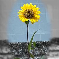 ヒマワリ,可愛らしい,ウォーキングの楽しみ,頑張って咲いている,12月なのに⁉︎の画像