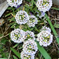 アリッサム,アリッサム,キク,キク,パイナップルリリーの画像