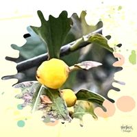 ロウバイ,ロウバイの蕾,可愛らしい,ウォーキングの楽しみの画像