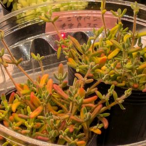 寄せ植え,多肉植物,リメ缶,多肉寄せ植え,リメ鉢の画像