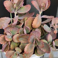 胡蝶の舞,胡蝶の舞,素敵✨✨✨,色変わり,階段/廊下の画像