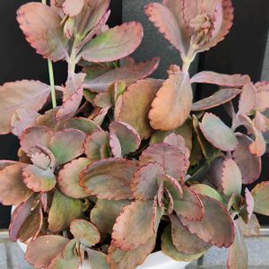 胡蝶の舞,胡蝶の舞,素敵✨✨✨,色変わり,階段/廊下の画像