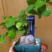 亀甲竜,ディオスコレア 亀甲竜,観葉植物,冬型塊根,観葉植物のある暮らしの画像