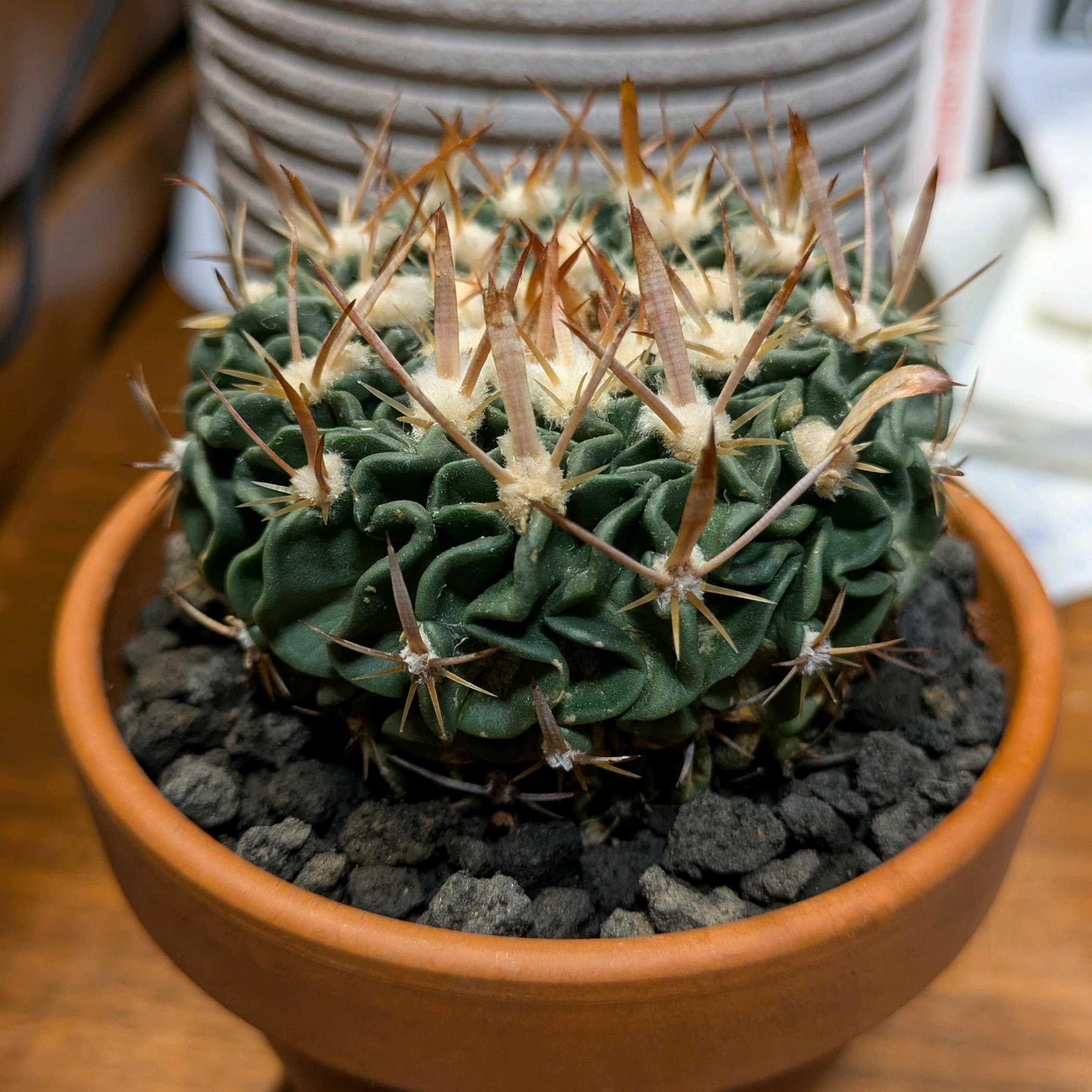 アガベの種類｜大型、トゲありなどの人気品種は？それぞれの特徴は