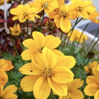 ビデンス,ビデンスの画像