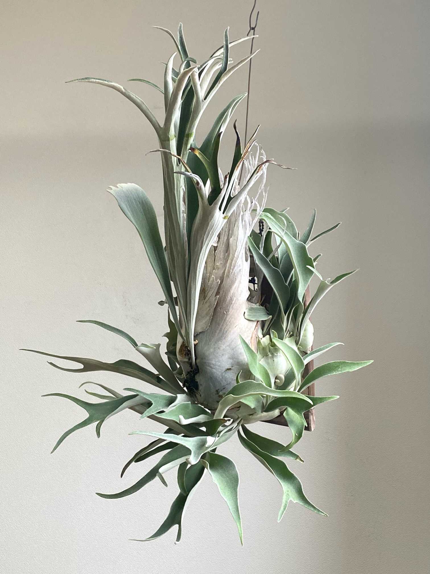 P. veitchii wild (pup) 成長記録 2025.12.10｜🍀GreenSnap（グリーン