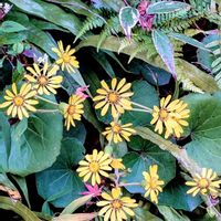 サザンカ,センリョウ,ツワブキ,ナンテン,ムラサキシキブの画像