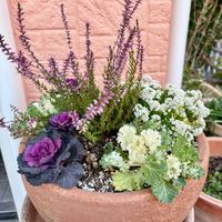 アリッサム,パンジー,パンジー,パンジー,カルーナの画像