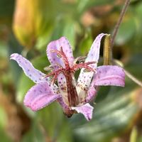 ホトトギス,スマホ,おでかけ先の画像