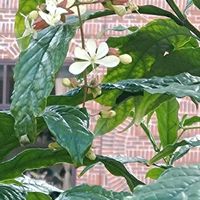 クラリンドウ,つるアイスバーグ,キダチチョウセンアサガオ,エンジェルス トランペット,ヒイラギモクセイの画像