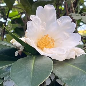 ツバキ,タイワンツバキ,タイワンツバキ,散歩,白い花の画像