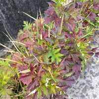 ヨモギ,いつもの散歩道,世界平和,被災地にエールを…。,道端徘徊同盟の画像