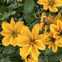 ウインターコスモス,黄色い花,iPhone撮影,ホッコリ,寒さに負けずの画像