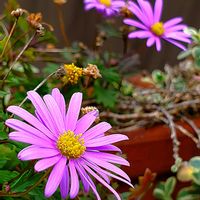 ウインターコスモス,キク,サザンカ,ブラキカム,アベリアの画像