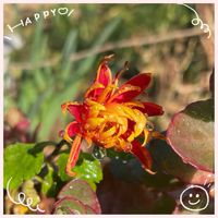 カトレア,ブーゲンビリア,寒椿,菊フエゴ,復興祈願の画像