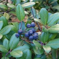 シャリンバイ,シャリンバイ,タラヨウ,タラヨウ,トベラの画像