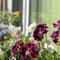 キンギョソウ,バコパ,ガーデンシクラメン,ビオラ,ビオラの画像