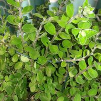 アメリカンブルーの画像