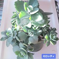 カランコエ,ミロッティ,カランコエ属,植物男子ベランダー,ベランダの画像