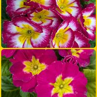 プリムラ,プリムラ ポリアンサ,安曇野,プリムラ・ポリアンサ,信州大好き⛰️の画像