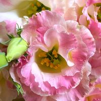 トルコキキョウ,クロチク,ユーストマ,常緑竹類,トルコ桔梗（とるこぎきょう）の画像