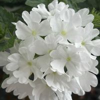 ストック,バーベナ,バーベナ,黒法師,黒法師の画像