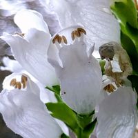 ハナトラノオ,白い水曜日♡,ほんわか♥️ほんのり,花咲く乙女たち♡,庭の画像