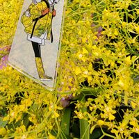 オンシジウム,GSのみなさんに感謝♡,ブルーメッセあきた,素敵な出会いに感謝,今日のお花の画像