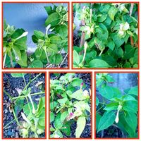 オシロイバナ,オシロイバナ,オシロイバナ愛好家友の会,オシロイバナいっぱい運動,オシロイバナ2025の画像