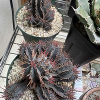 紅彩閣,ユーフォルビア属,紅ホリダ,多肉植物,赤いトゲの画像