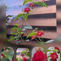 ピラカンサ,ピラカンサ,ピラカンサ,ランタナの画像