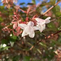 ハナミズキ,ハナミズキ,アベリア,アベリア,優しい気持ちの画像