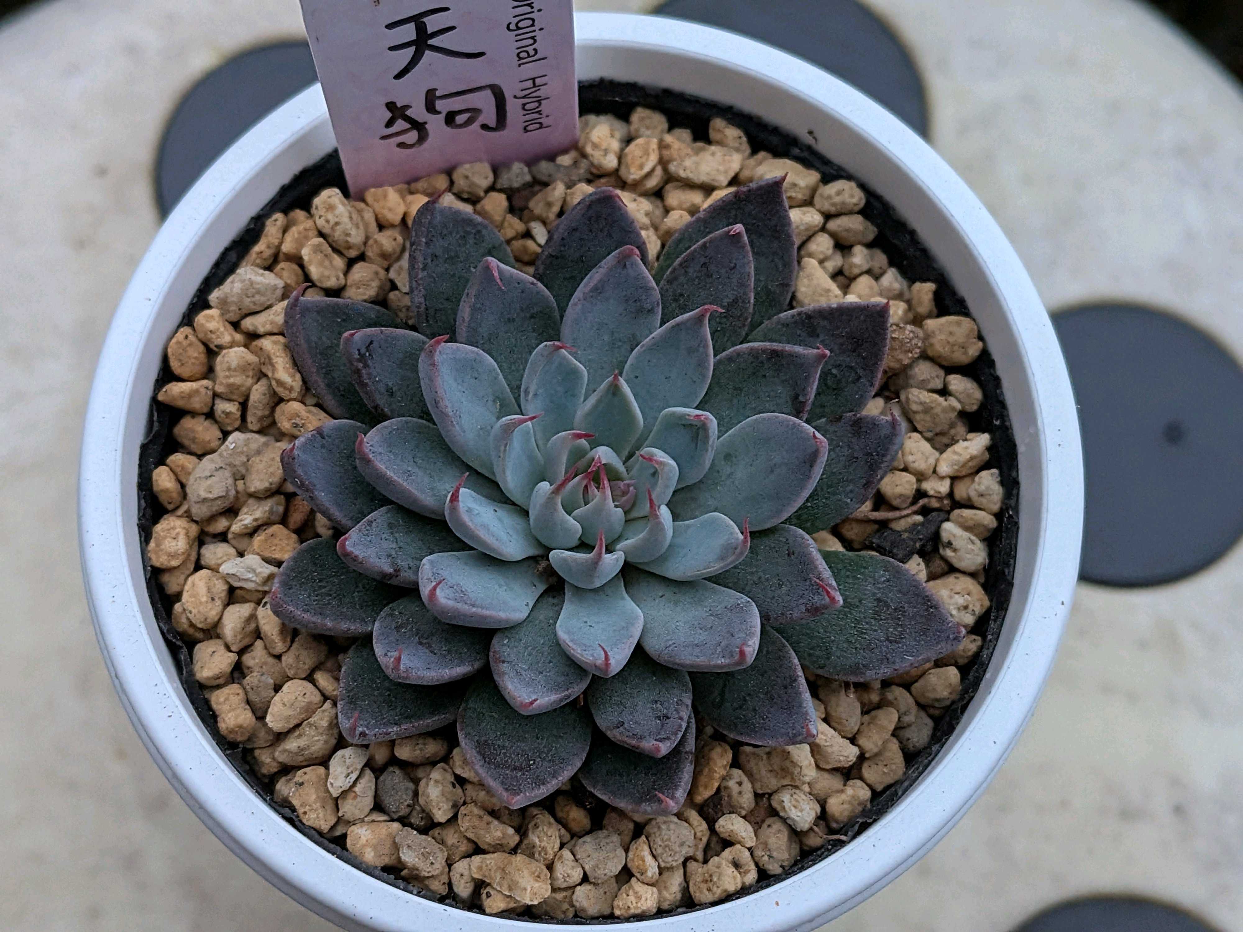 ルイパパさん苗の一覧｜🍀GreenSnap（グリーンスナップ）