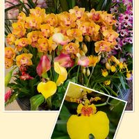 オンシジウム,ガーベラ,カラー,シャコバサボテン,シンビジウムの画像