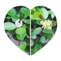 ワイヤープランツ,お出かけ先にて,ちっちゃいものクラブ,明日はきっと良い日になる,ワクワクの花たちの画像