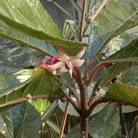 十両,やぶこうじ,狭い花壇,冬・大和路,時事刻々の画像